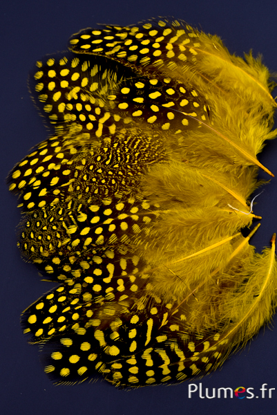 Pintade de Numidie - 7-13 cm - jaune